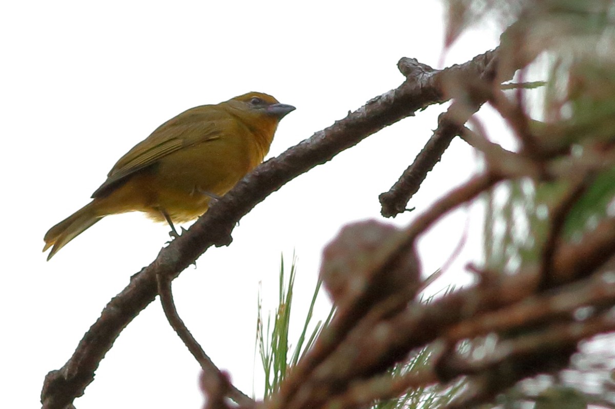 Hepatic Tanager - ML141243931