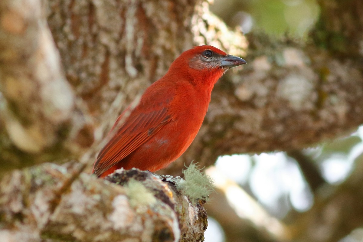 Hepatic Tanager - ML141243941