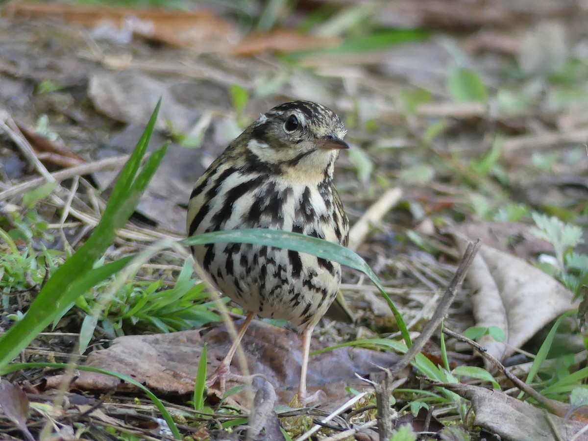 Olive-backed Pipit - ML141244501