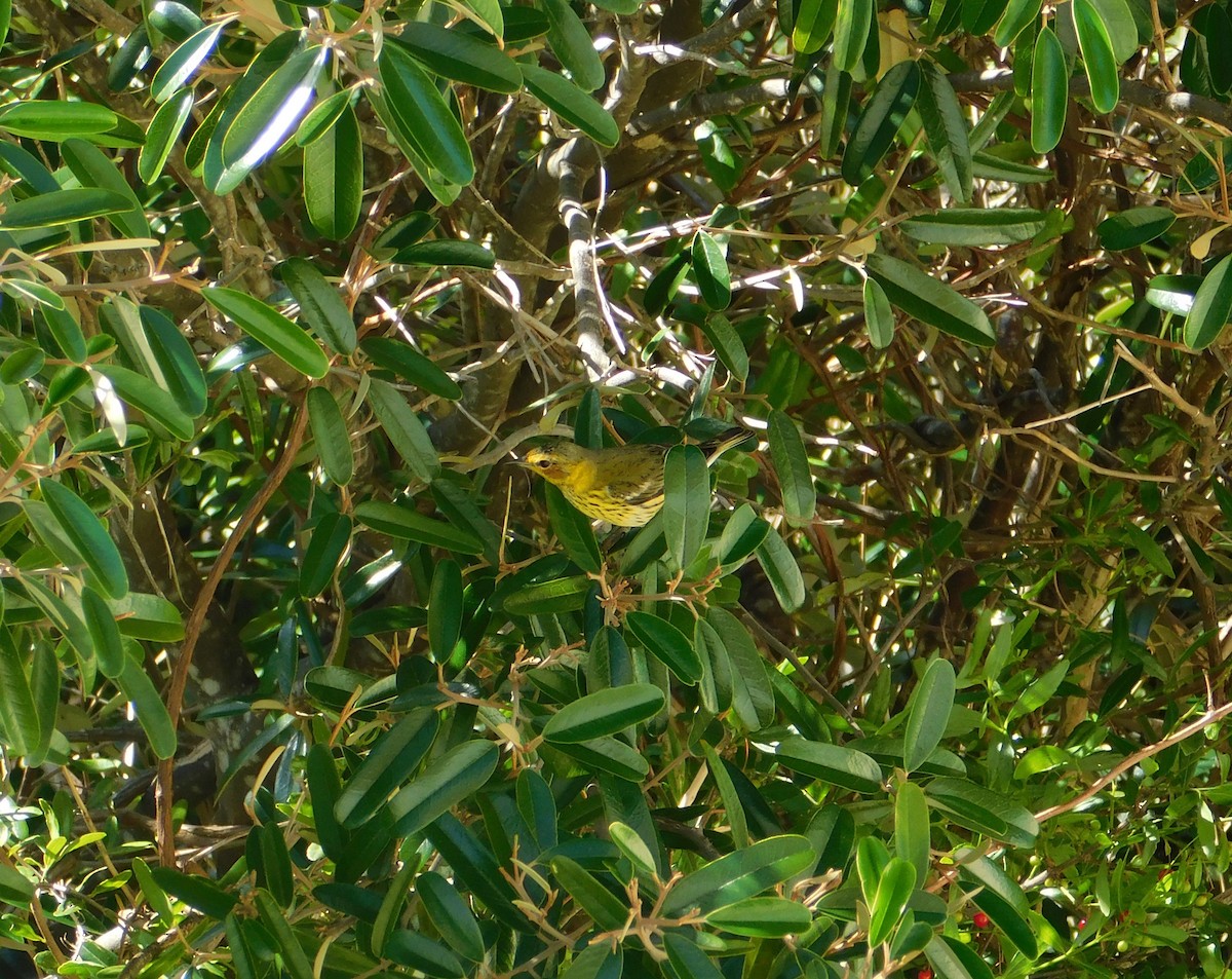 Cape May Warbler - ML141244621