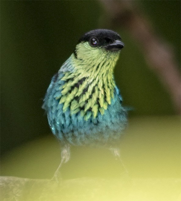 Black-capped Tanager - ML141245061