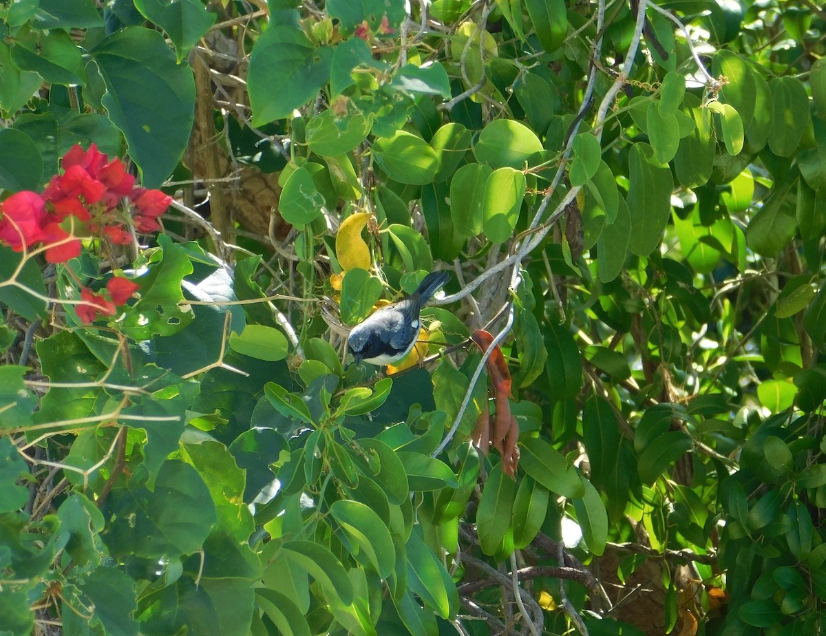 Black-throated Blue Warbler - ML141245151