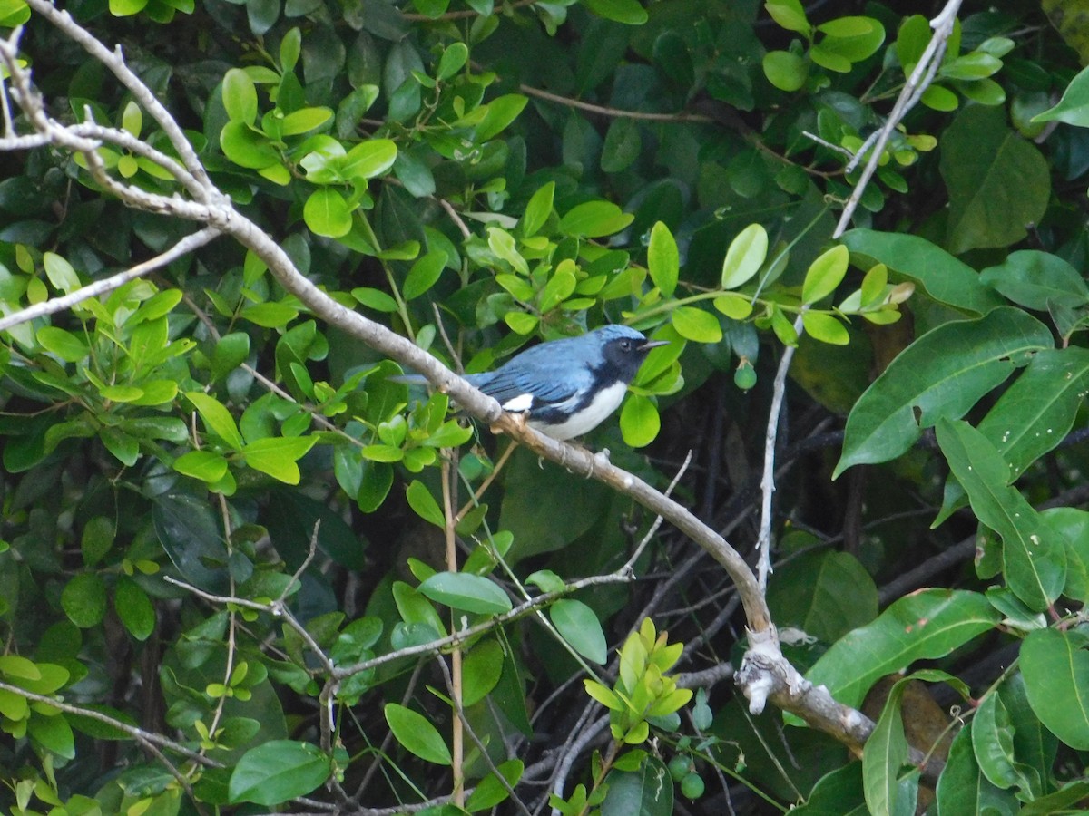 Black-throated Blue Warbler - ML141245401
