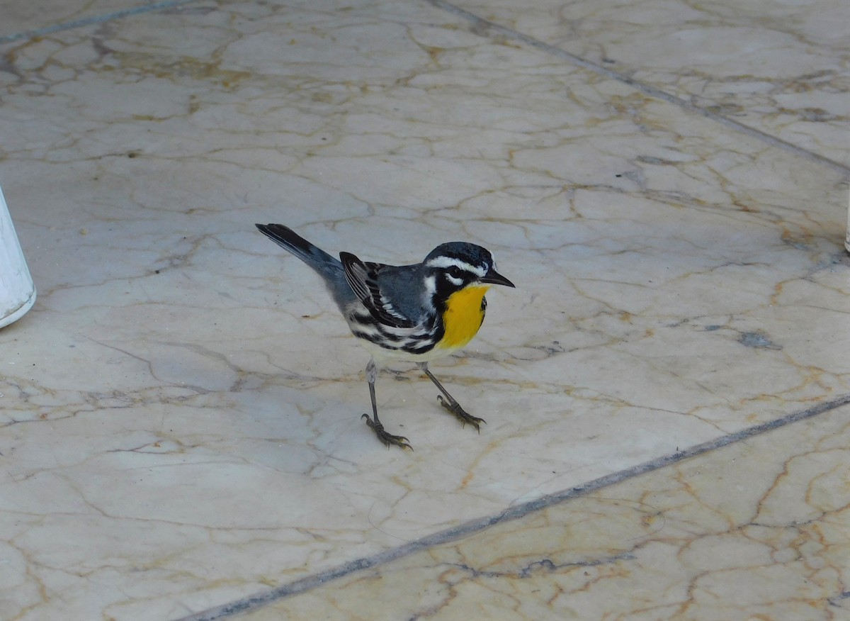 Yellow-throated Warbler - Devin Johnstone