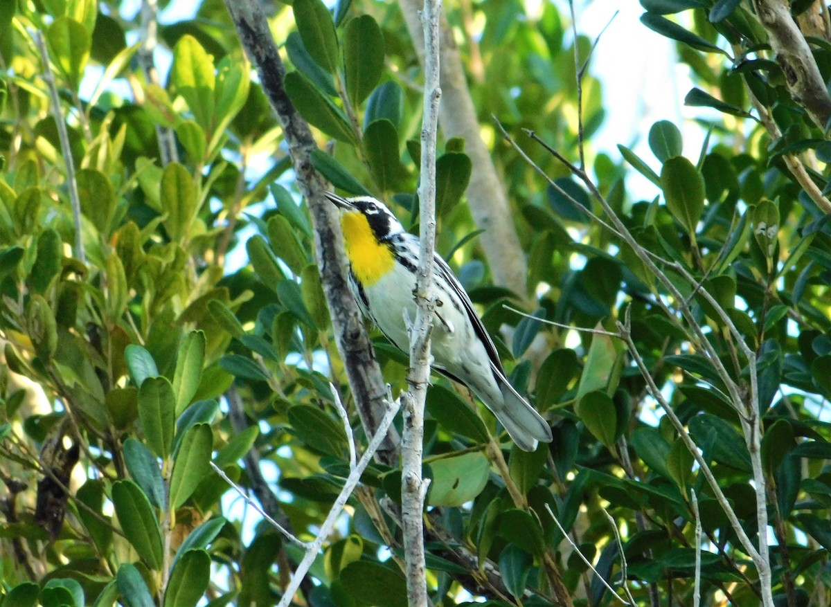 Yellow-throated Warbler - ML141246251