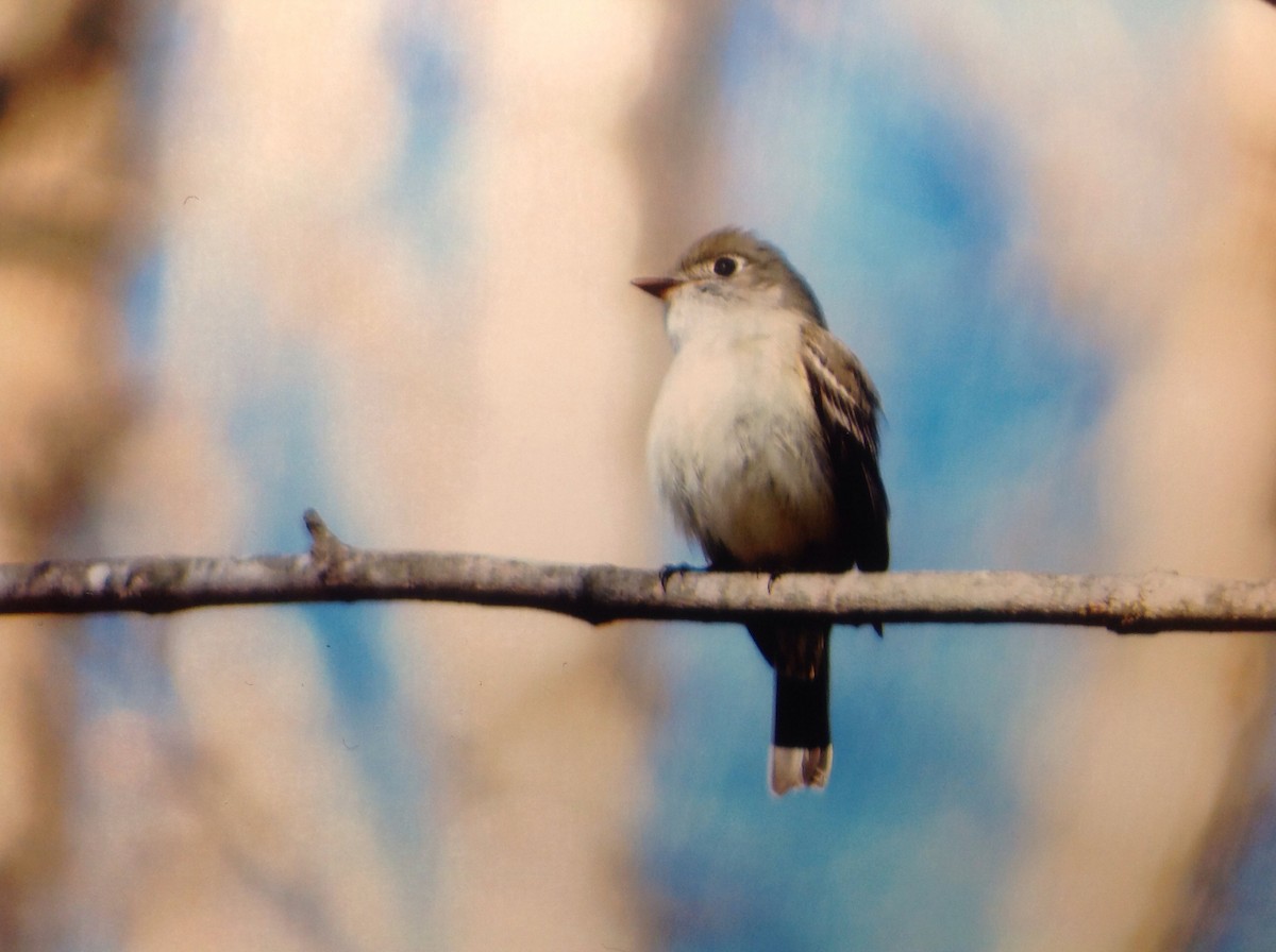 Least Flycatcher - Alice Oliver