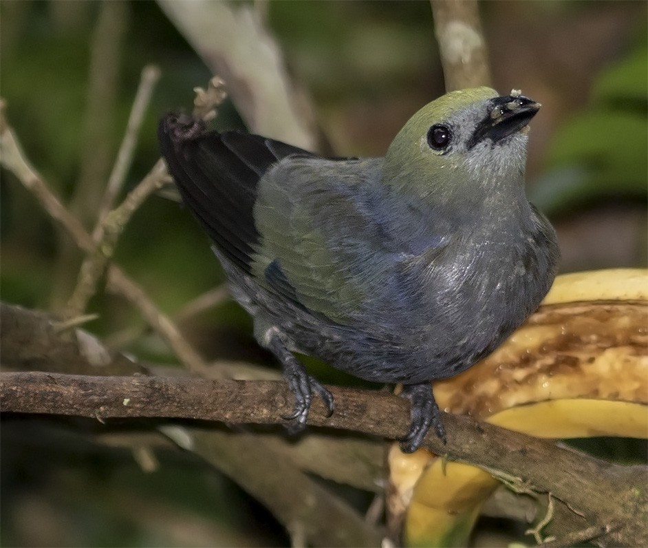 Palm Tanager - ML141248711