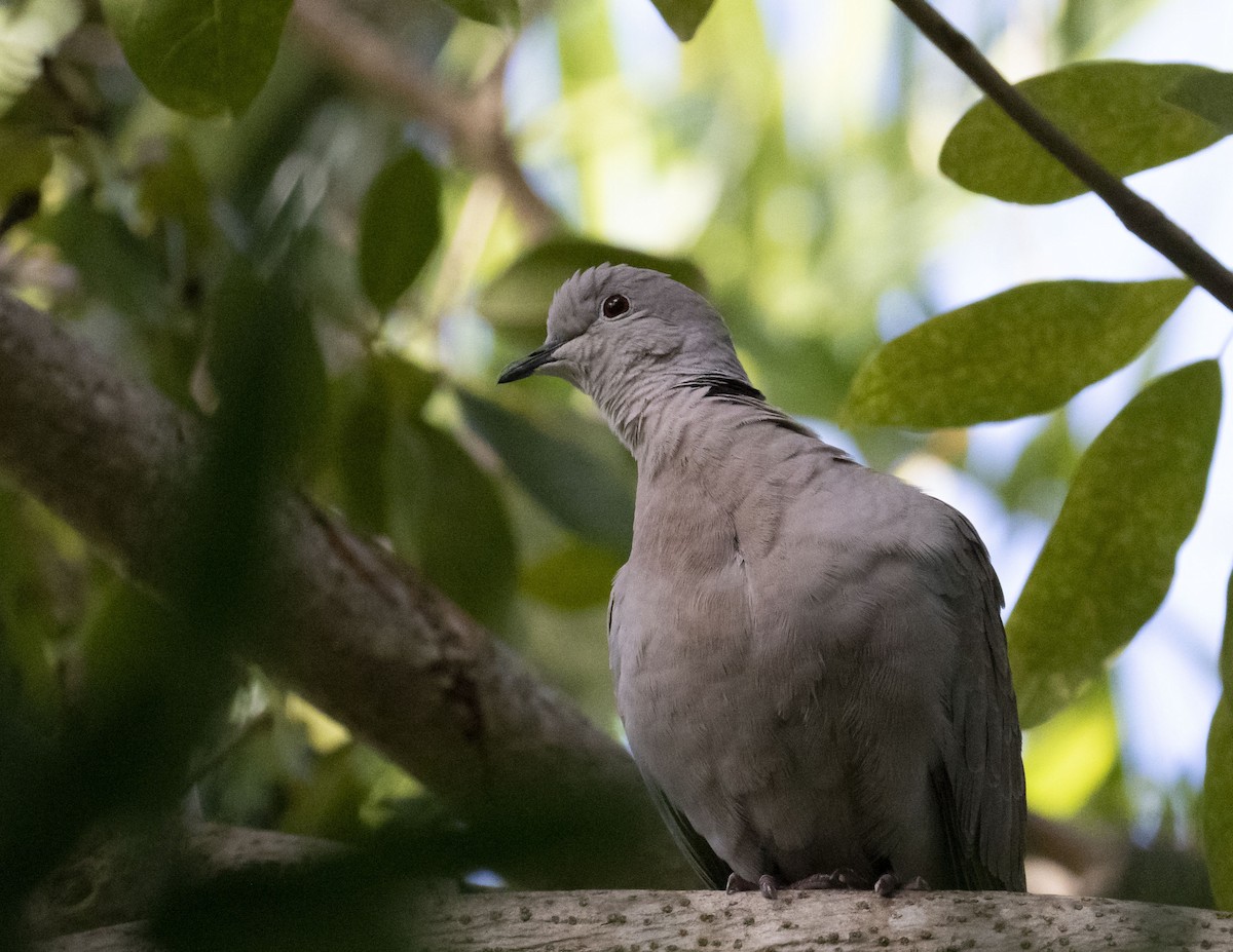 Eurasian Collared-Dove - Kamella Boullé