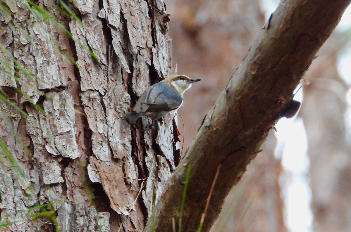 Brown-headed Nuthatch - James R. Hill, III