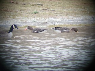 Greater White-fronted Goose, ML141254521