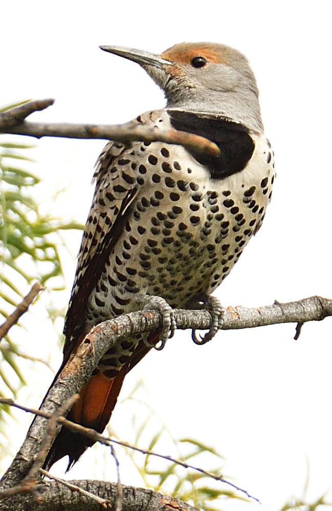Northern Flicker (Red-shafted) - Roy Fisher