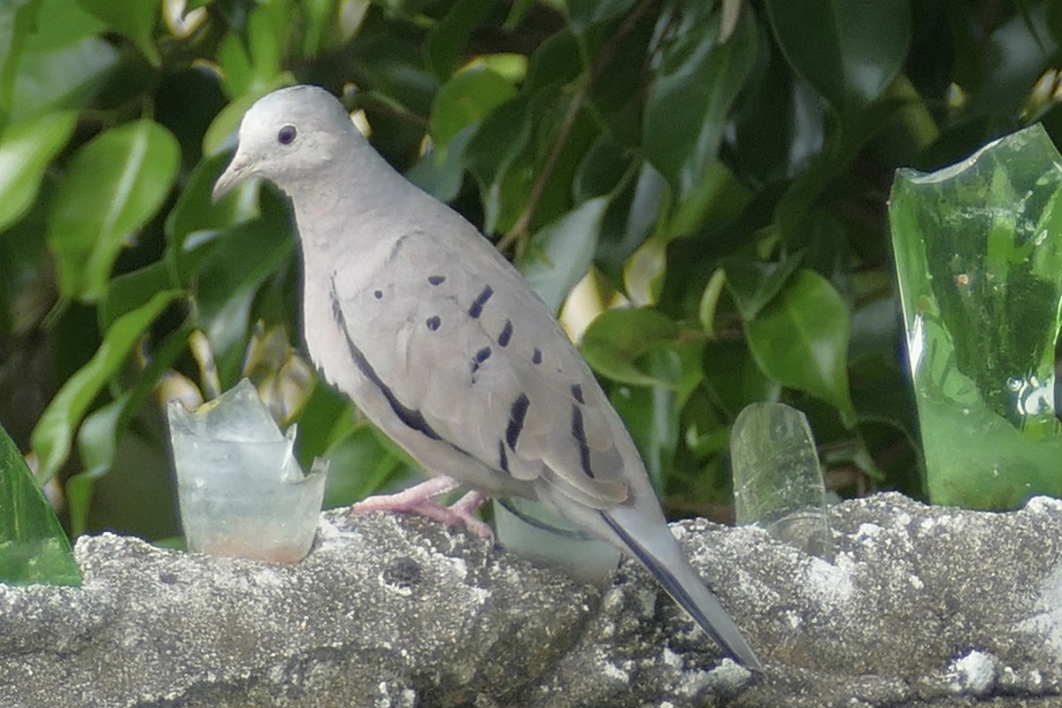Ecuadorian Ground Dove - ML141257981