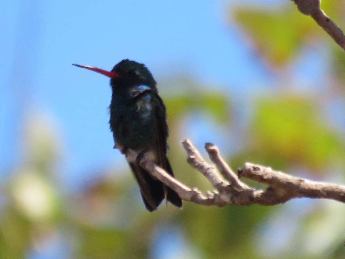 Broad-billed Hummingbird - ML141258551