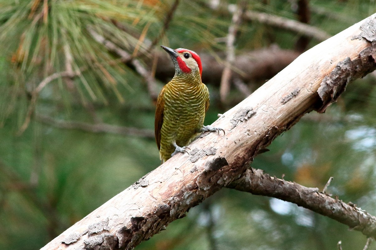 Golden-olive Woodpecker - ML141259931
