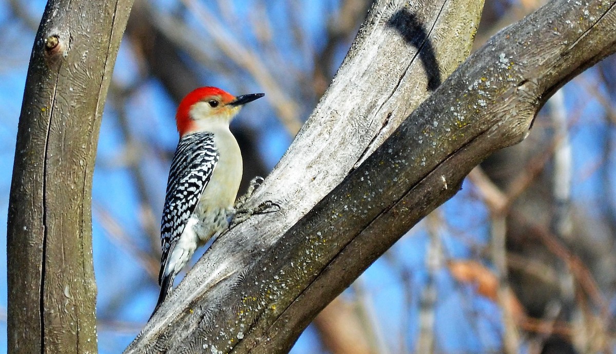 Red-bellied Woodpecker - Monique Maynard