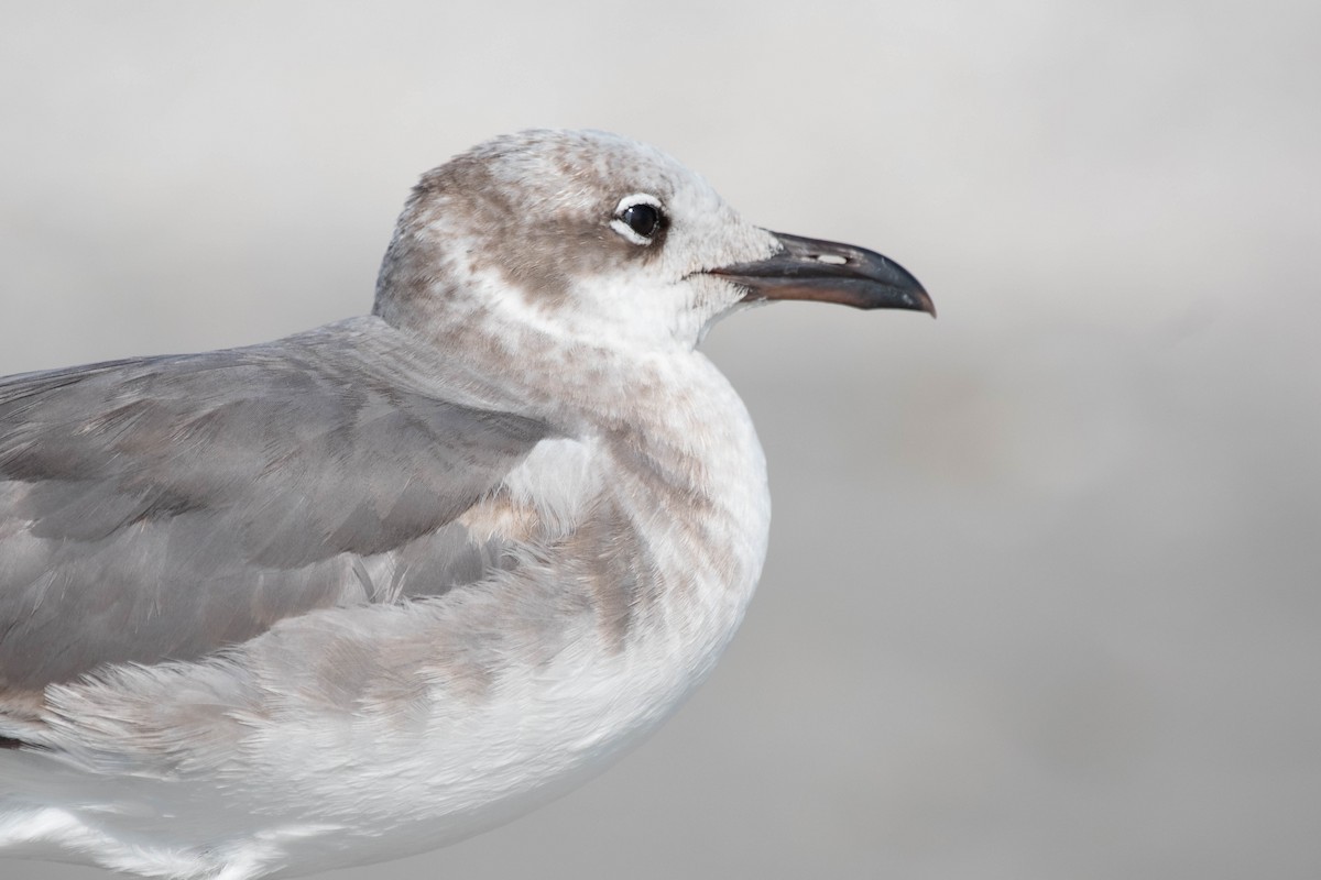 Laughing Gull - Oliver Burrus