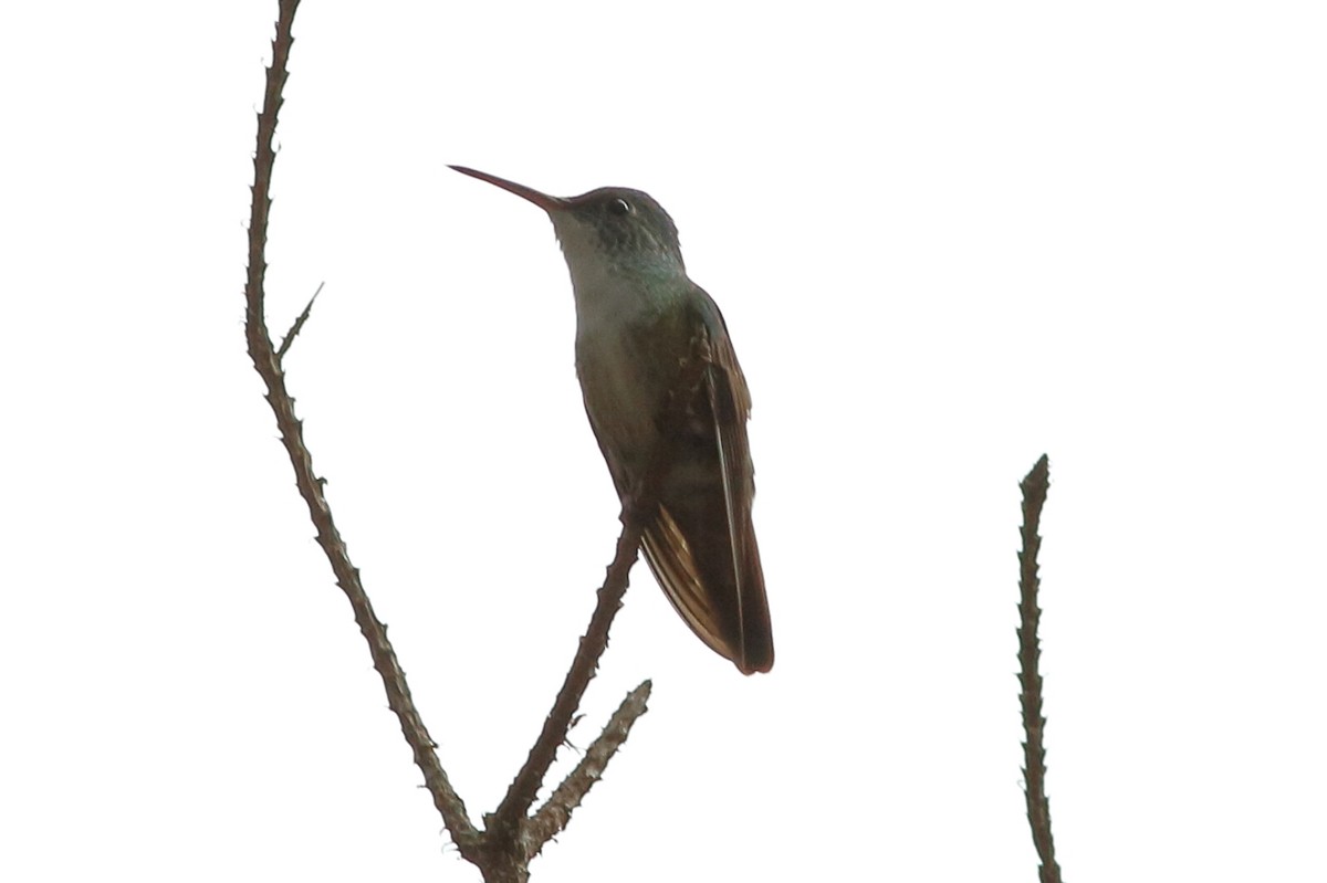 Azure-crowned Hummingbird - ML141262241