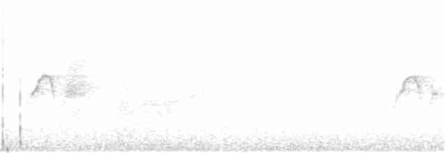 Светлобрюхий фиби - ML141262411