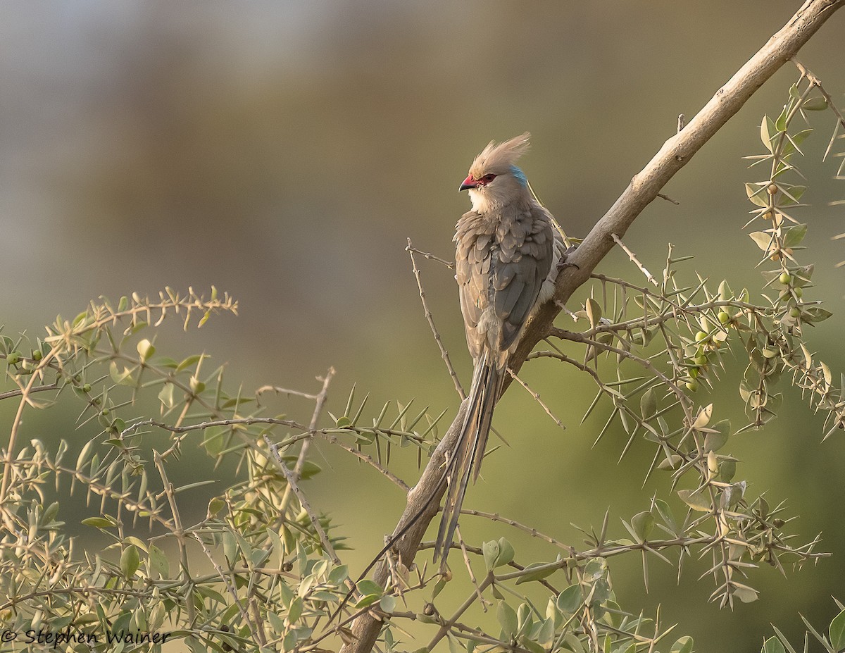 Blue-naped Mousebird - Stephen Wainer