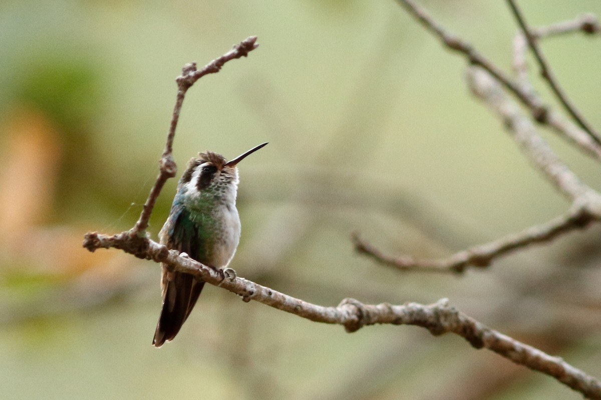 White-eared Hummingbird - Manfred Bienert