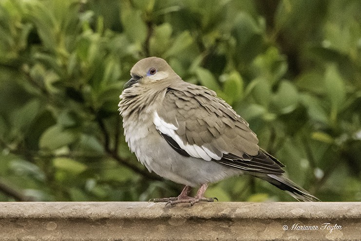 White-winged Dove - Marianne Taylor