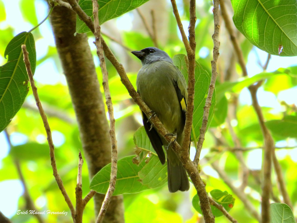 Yellow-winged Tanager - Erick Hernandez