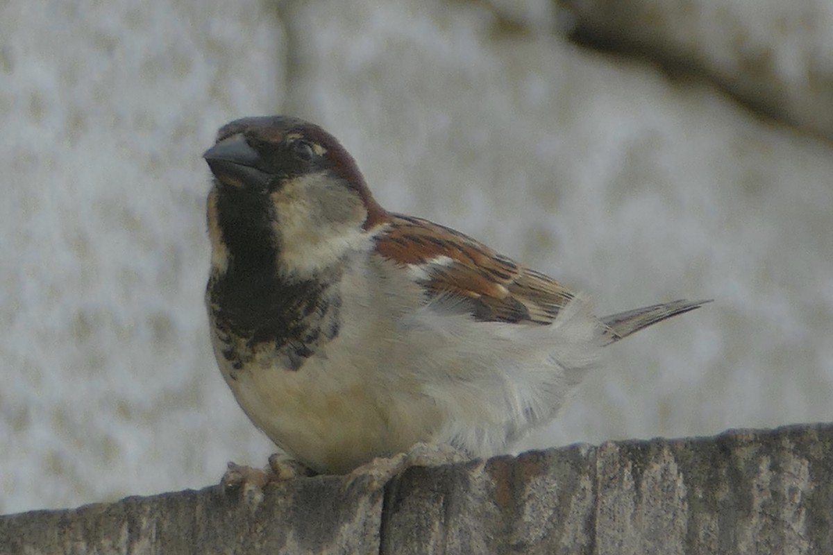 House Sparrow - ML141264591