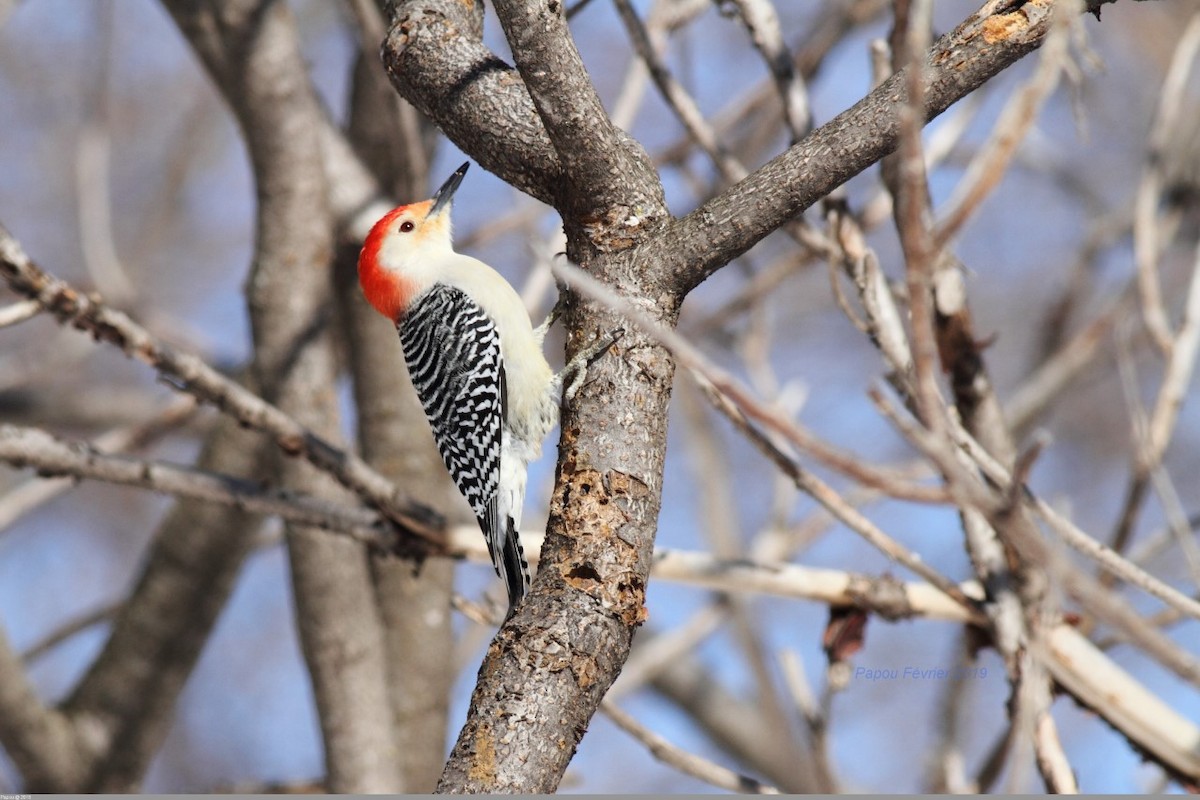 Red-bellied Woodpecker - Michel  Bourassa