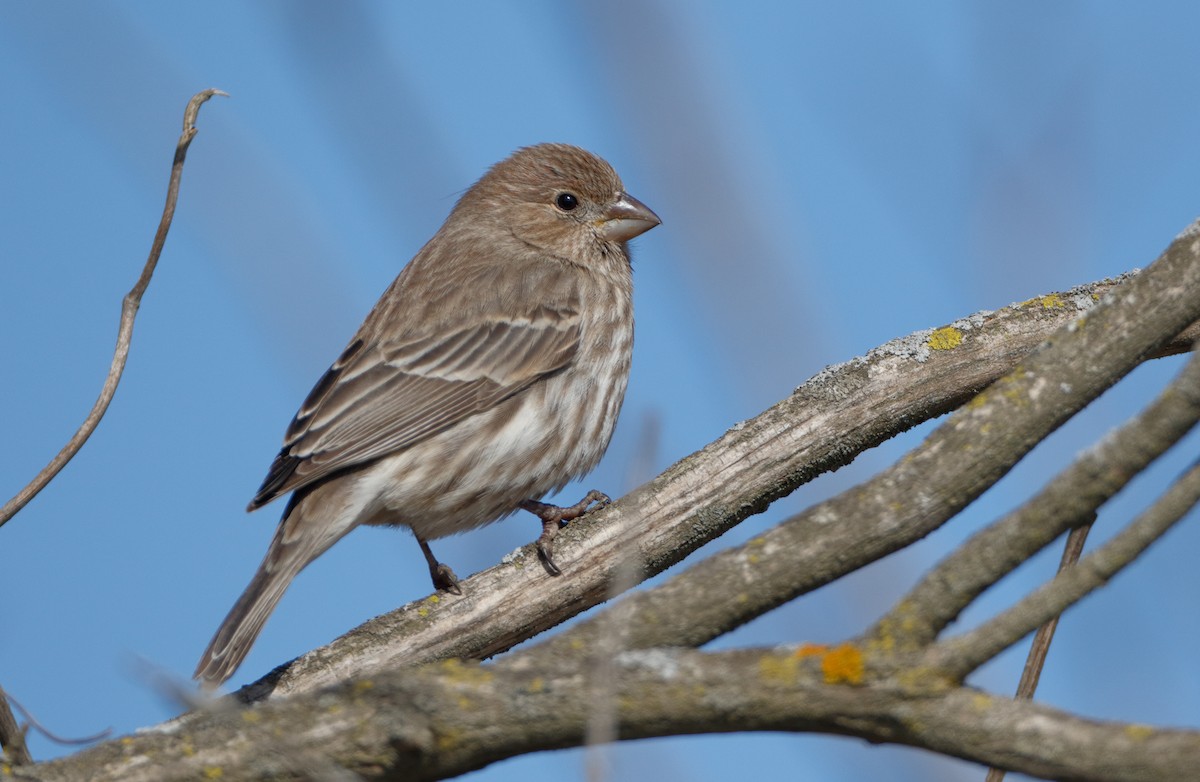 House Finch - Michael Brown