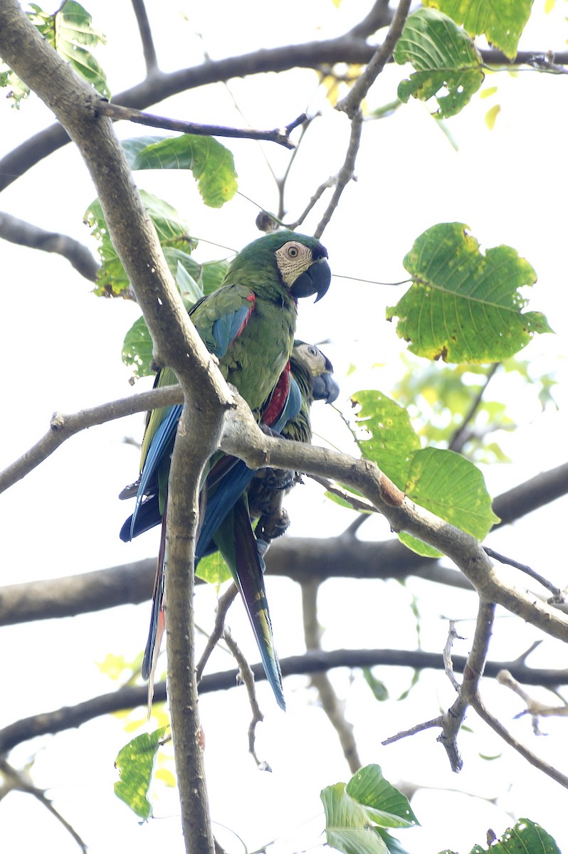 Chestnut-fronted Macaw - Lucrecia Diaz Capriles