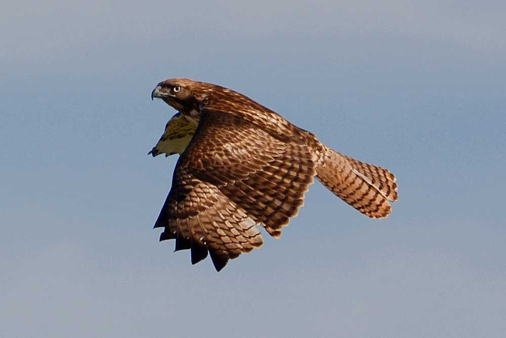 Red-tailed Hawk - Jay Wilbur