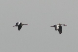Black-bellied Whistling-Duck (autumnalis), ML141268221