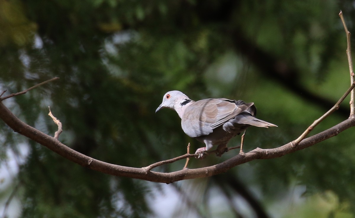 Mourning Collared-Dove - Jay McGowan