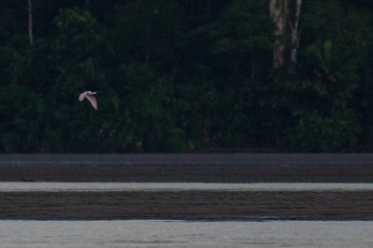 Roseate Spoonbill - Angus Pritchard