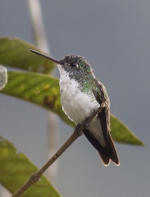 Andean Emerald - ML141273181
