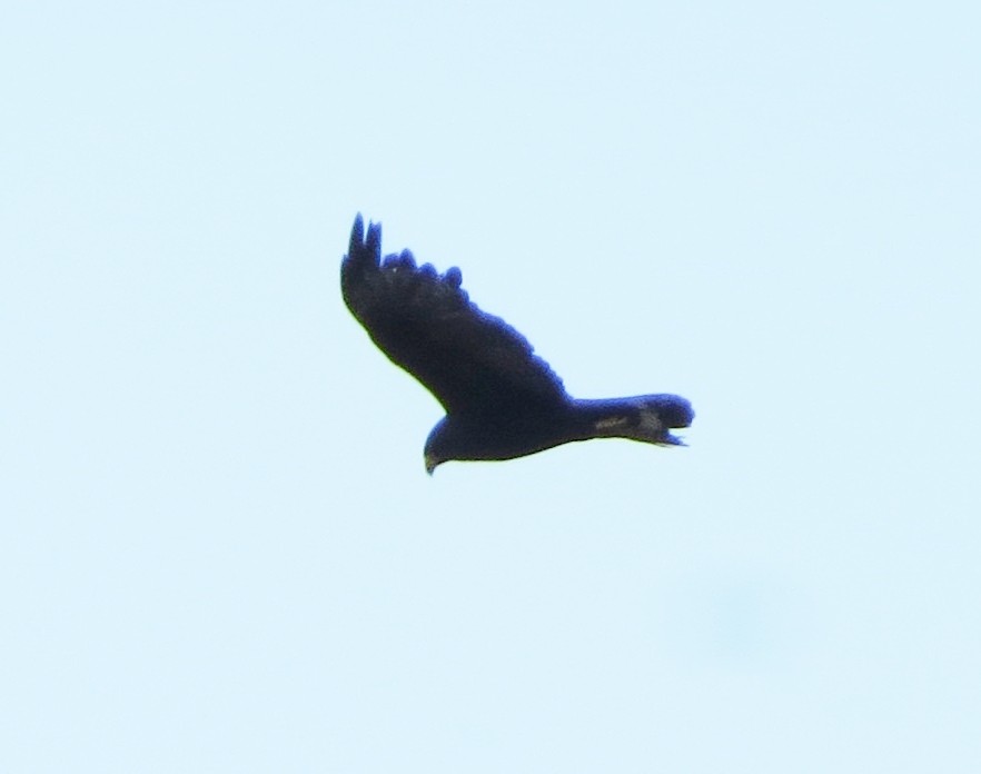 Zone-tailed Hawk - Steve Hosmer