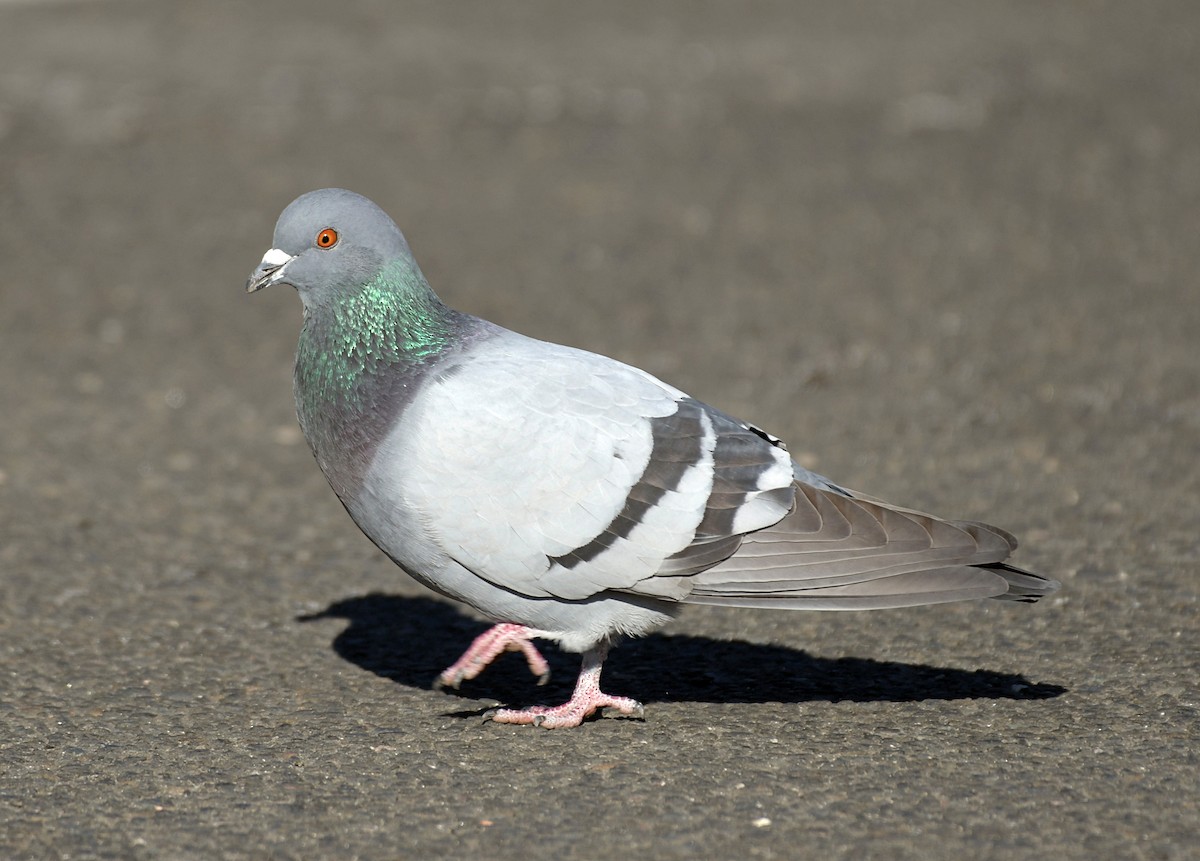 Rock Pigeon (Feral Pigeon) - David Provencher