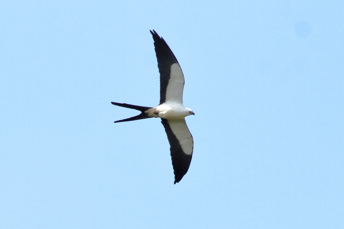 Swallow-tailed Kite - Manfred Bienert