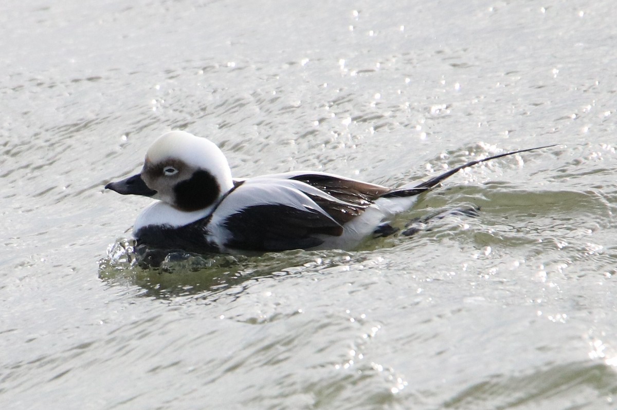 Long-tailed Duck - ML141275551