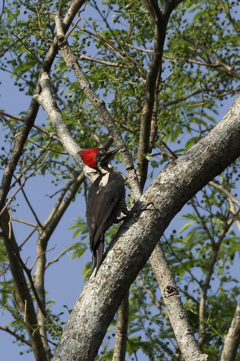 Lineated Woodpecker - Lucrecia Diaz Capriles