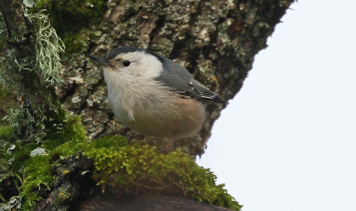 White-breasted Nuthatch (Pacific) - ML141276011