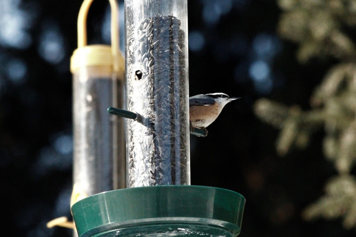Red-breasted Nuthatch - Amelia  Hagiepetros