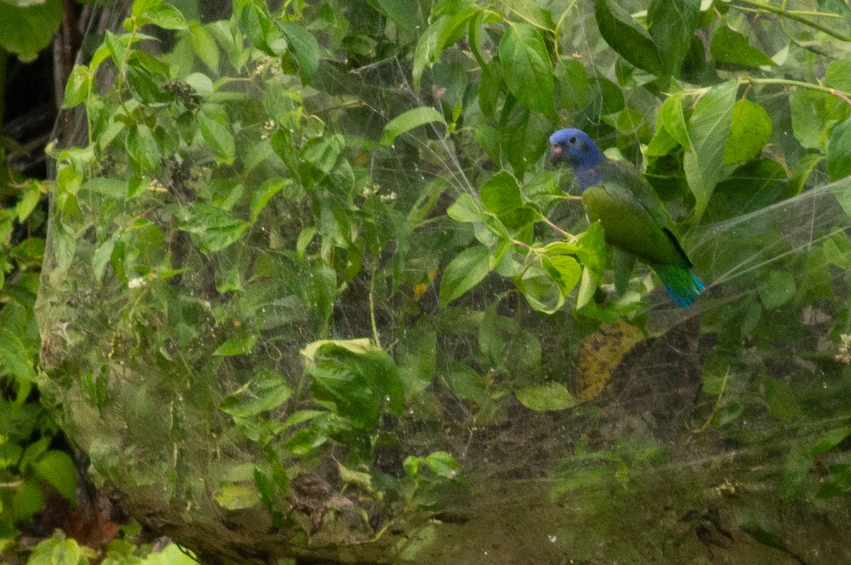 Blue-headed Parrot - Angus Pritchard