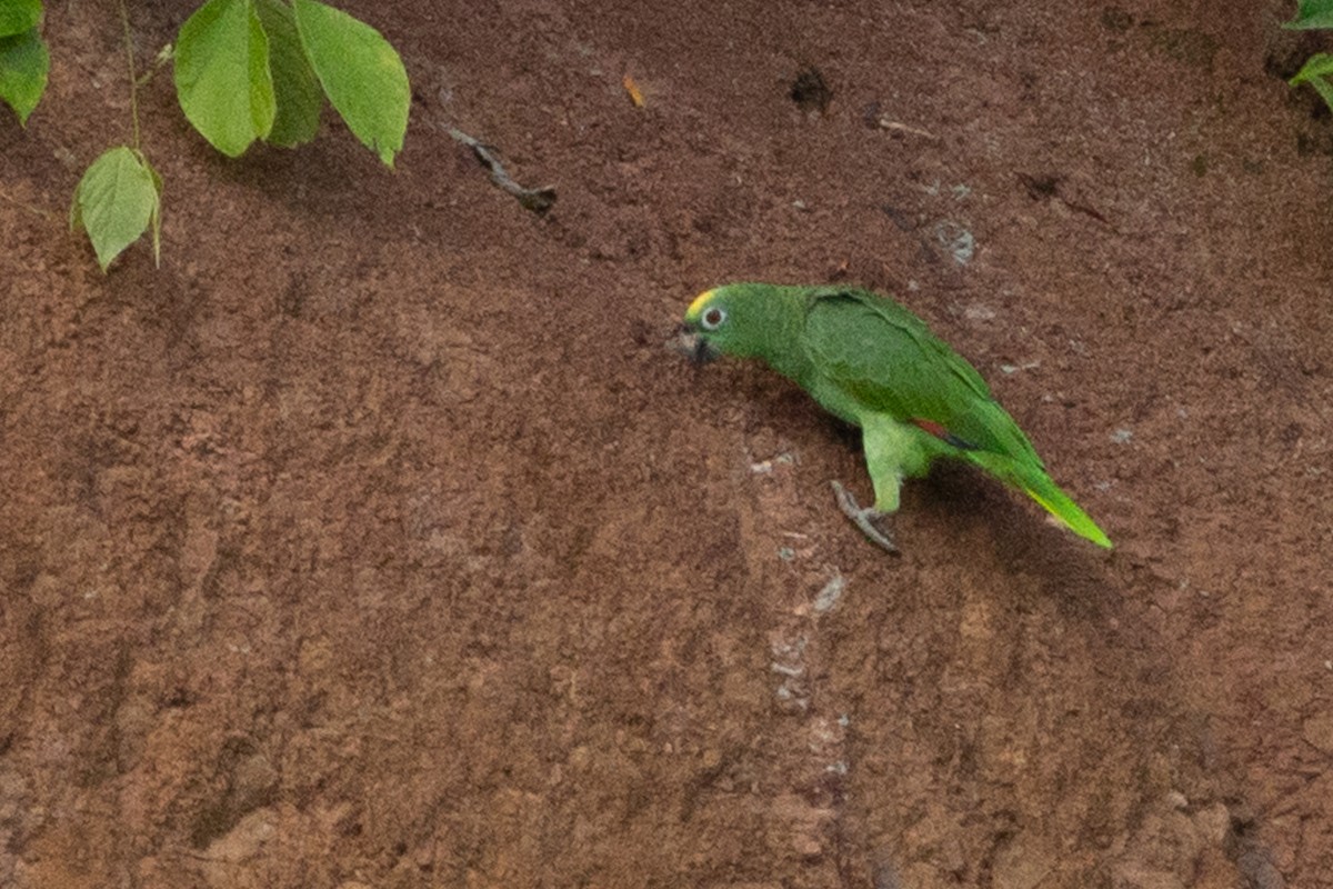 Yellow-crowned Parrot - Angus Pritchard