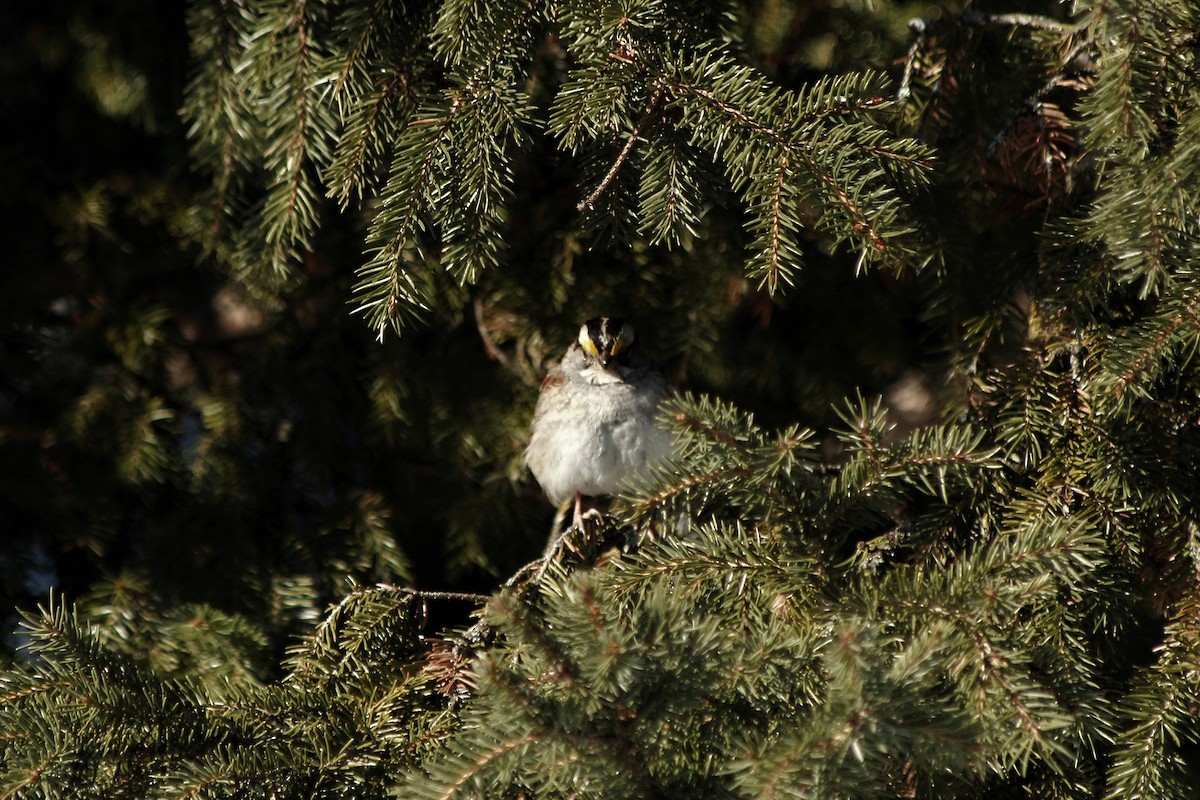 White-throated Sparrow - Amelia  Hagiepetros