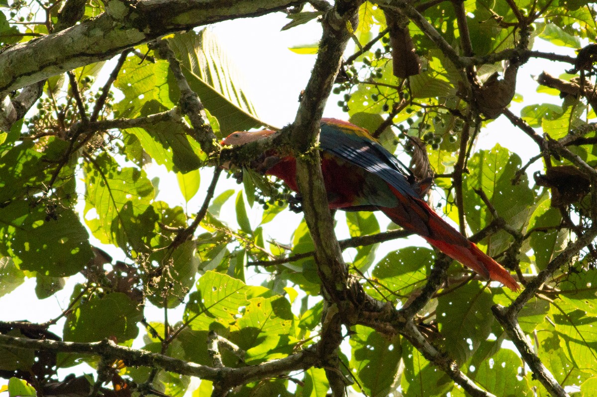 Scarlet Macaw - ML141281661