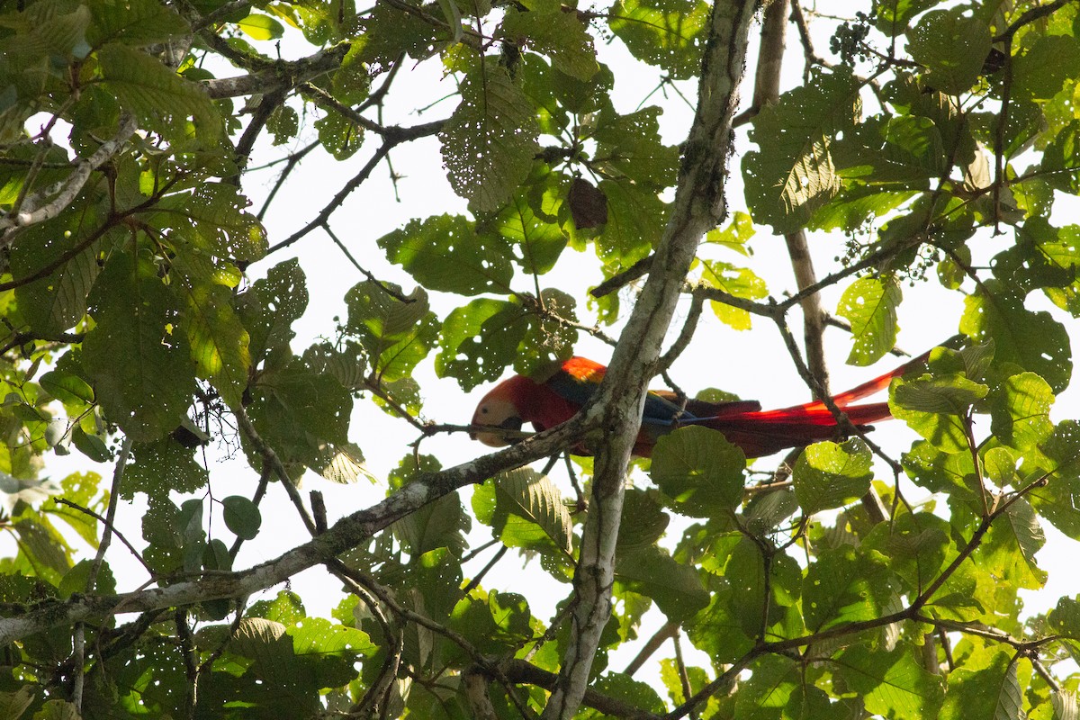 Scarlet Macaw - ML141281681
