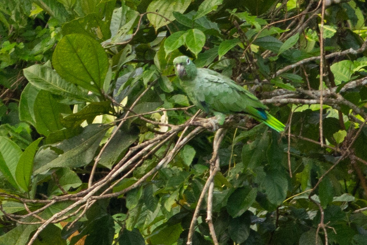 Mealy Parrot - ML141282261