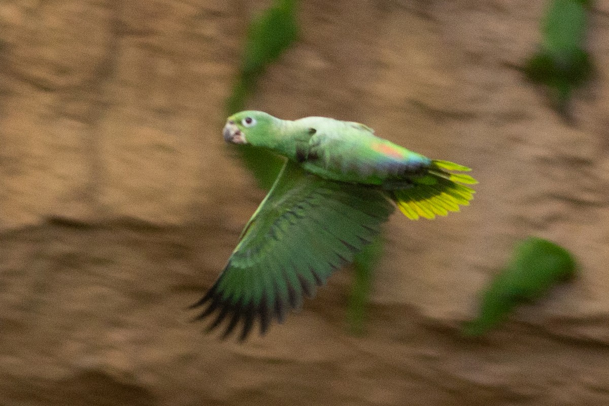 Mealy Parrot - ML141282271