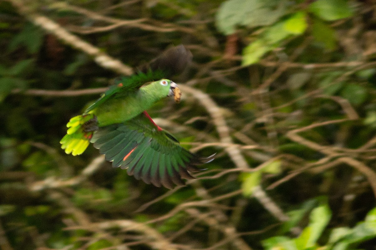 Mealy Parrot - ML141282321